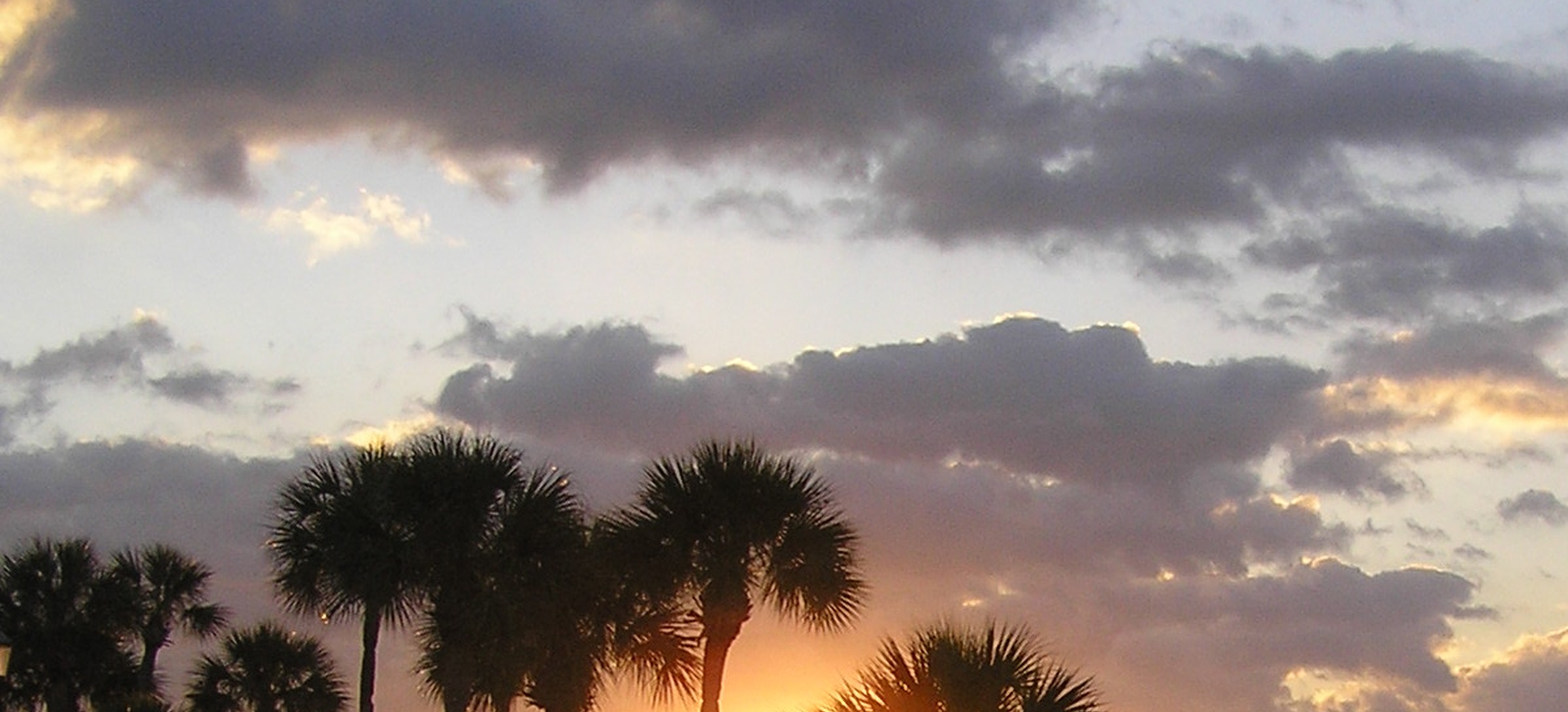 Sunrise sky and palm trees over Lake Virginia, Winter Park, Florida